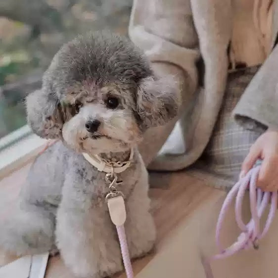 Leather Pet Collar With Handheld Leash For Daily Walking